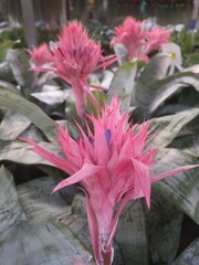 Close up on pink flowers and silver leaves of urn plant bromeliad (Aechmea fasciata)
