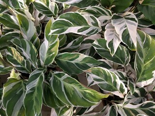 White broad strokes on green lanceolate leaves of Never Never Plant (Ctenanthe oppenheimiana)