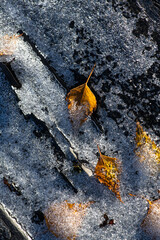 Bright yellow autumn birch leaf under ice on a wooden board on a sunny day macro photography