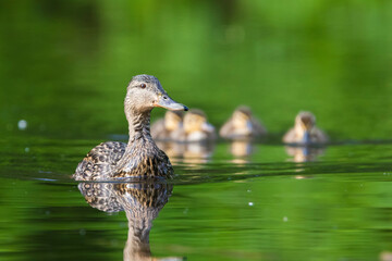 Fototapeta premium mallard babies (Anas platyrhynchos) in spring