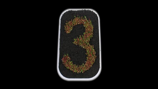 Time-lapse of growing number 3 (three) from seeds to leaves 2x3 in PNG+ format with ALPHA transparency channel isolated on black background
