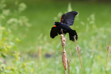 Red-winged Blackbird singing in spring