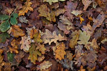 Nice macro photo of autumn color leaf frosted with ice, bad and cold weather