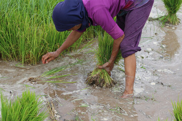 Asian farmer harvesting rice plant for transplant rice seedlings in the paddy field at countryside of Indonesia.
