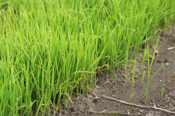 Fototapeta premium Selective focus of Beautiful natural green leaves background of green rice paddy