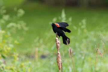 Red-winged Blackbird singing in spring