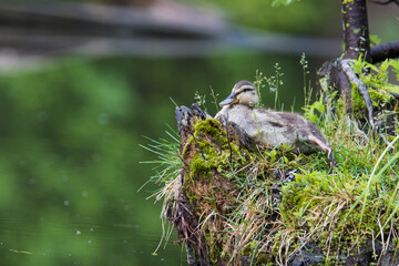mallard babies (Anas platyrhynchos) in spring