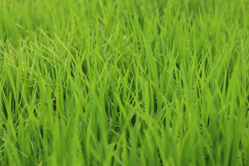 Fototapeta na wymiar Selective focus of Beautiful natural green leaves background of green rice paddy