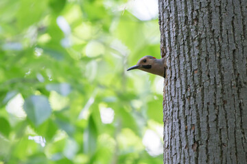 Male northern flicker (Colaptes auratus) at nest