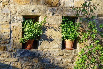 Stone house windows with green plant pots and climbing plant by the old stone.
