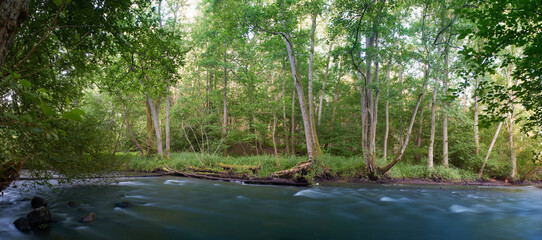 The river and streams flowing slowly in deep green forest, ravine and tall trees