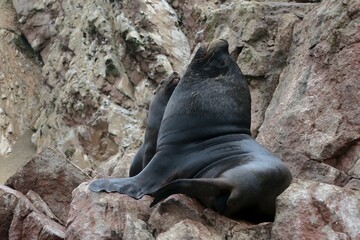 black sea lion on rock