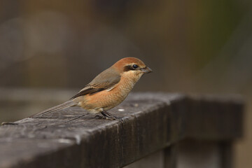 Bull-headed shrike perching on a handrail.