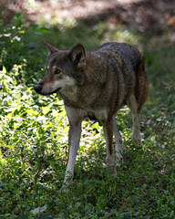 Naklejka na ściany i meble Red Wolf Animal Stock Photos. Red Wolf Animal profile view. Endangered species.Wolf Image. Picture. Portrait.