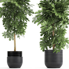 Schefflera arboricola in pots