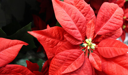 Bright red poinsettia plant, houseplant for the Christmas season. Christmas traditional red flower full of Christmas seasonal flowers and plants in a garden shop. banner size