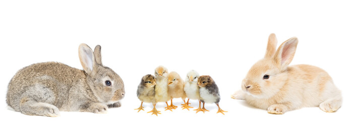 Happy Easter. Chickens in bunny.