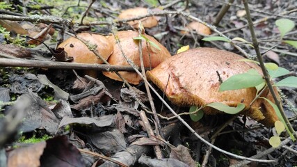 mushrooms in the forest