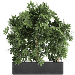 Schefflera arboricola in pots