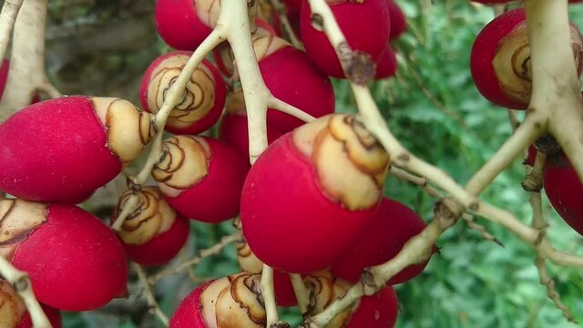 Footage close up and zoom out of Areca Nut or Betel Nuts from Areca palm.