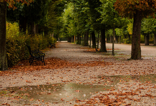 rainy day in the autumn in the park