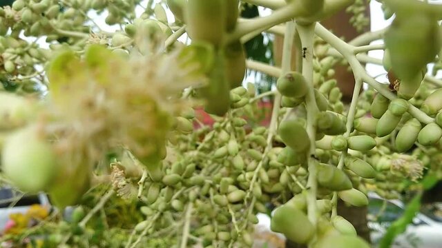 Footage close up and zoom out of Areca Nut or Betel Nuts from Areca palm.