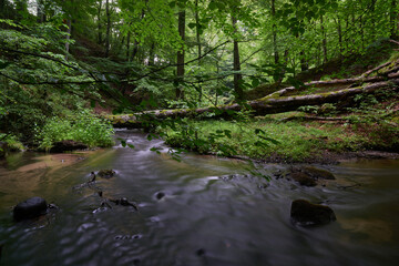 Naklejka na ściany i meble The river and streams flowing slowly in deep green forest, ravine and tall trees