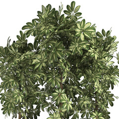 Schefflera arboricola in black a pots