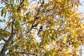 紅葉した葉に隠れてエサを探すヒヨドリ