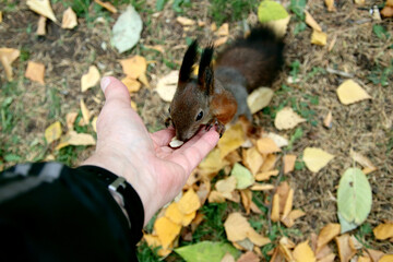 person holding a dog