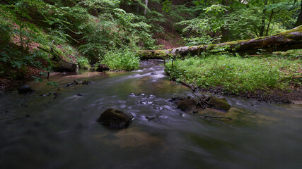 Obraz premium The river and streams flowing slowly in deep green forest, ravine and tall trees