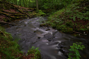 The river and streams flowing slowly in deep green forest, ravine and tall trees