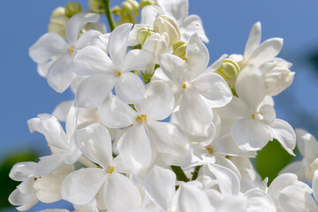 Naklejka na ściany i meble Fresh blossomed white lilac with green leaves.