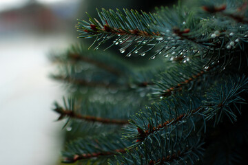 christmas tree branch
