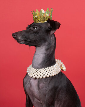 Italian greyhound dog with a pearl collar and a gold crown against a red background