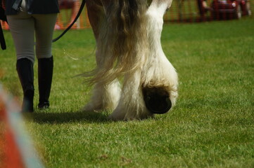 Heavy Horse Show at Capel Manor 2017
Draft horses, draught horses pulling and ploughing