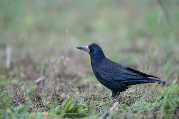 crow corbeau corneille