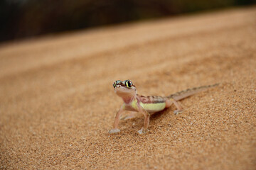 The beautiful colored Palmato gecko in the dunes of Namib Desert, Swakopmund Namibia