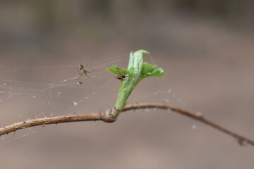 spiders weave spiders in the forest