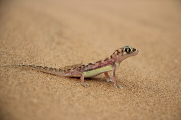 The beautiful colored Palmato gecko in the dunes of Namib Desert, Swakopmund Namibia