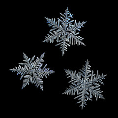 Three snowflakes isolated on black background. Macro photo of real snow crystals: large stellar dendrites with complex ornate shapes, hexagonal symmetry, elegant arms and glossy 3d surface.
