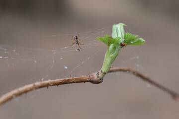 spiders weave spiders in the forest