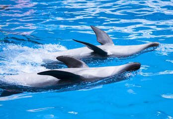 Fototapeta premium dolphins, swimming, marine animals