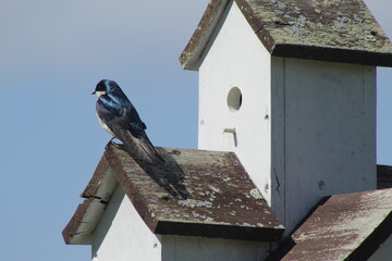 Pájaro parado sobre pajarera