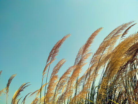 Ravenna Grass - Saccharum ravennae - ornamental grass on sky background

