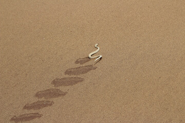 sidewinder snake in the dunes of Namib Desert, south of Swakopmund Namibia