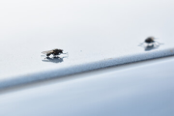 little flies on a light background