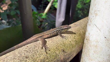 lizard on a rock