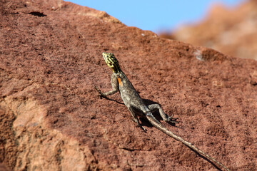 Rock agama Namibia