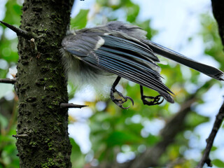 Resztki po  sikorze modrej (Cyanistes caeruleus) zostały umieszczone na kolcach drzewa,  jest to robota Dzierzby (Laniidae)